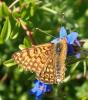 Melitaea cinxia